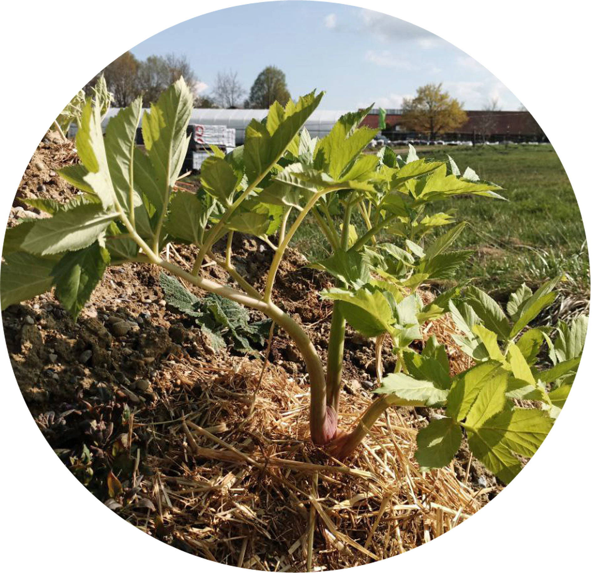 Engelwurz -  Angelica archangelica